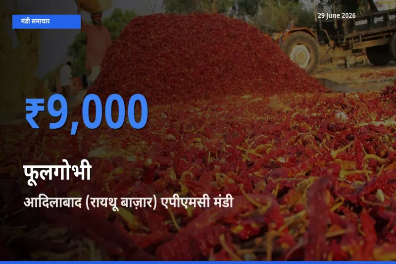 29 June अपडेट: फूलगोभी के सबसे ऊँचे दाम आदिलाबाद (रायथू बाज़ार) एपीएमसी मंडी में
