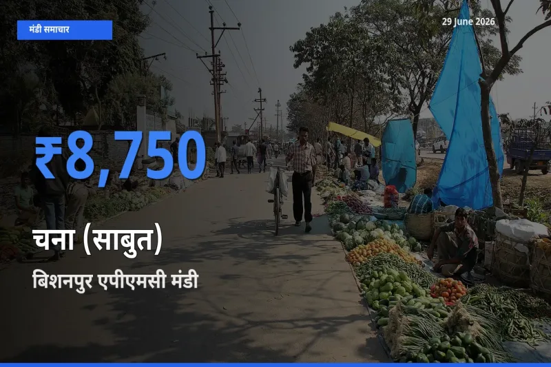 29 June अपडेट: चना (साबुत) के सबसे ऊँचे दाम बिशनपुर एपीएमसी मंडी में