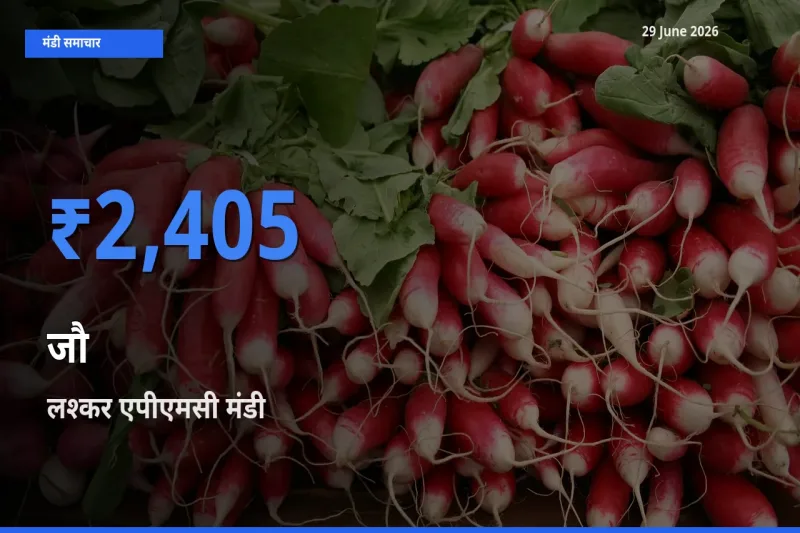 लश्कर एपीएमसी मंडी में जौ ₹2,405 पर पहुँचा – आज का सर्वोच्च भाव