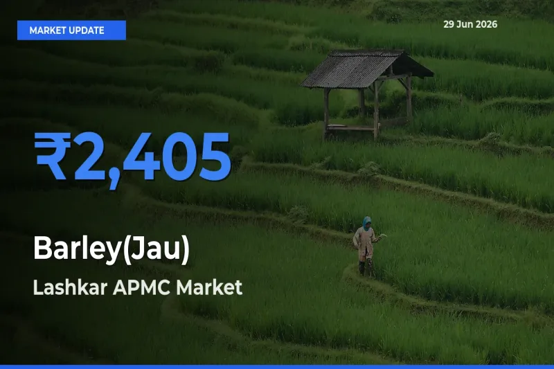 Barley(Jau) Mandi Rate Today: Lashkar APMC Tops the List