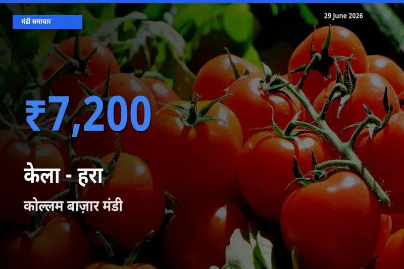 आज का मंडी भाव: केला - हरा के सबसे ज़्यादा दाम कोल्लम बाज़ार में