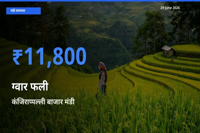 टॉप मंडी बना कंजिराप्पल्ली बाजार! ग्वार फली के सबसे ऊँचे दाम यहीं दर्ज