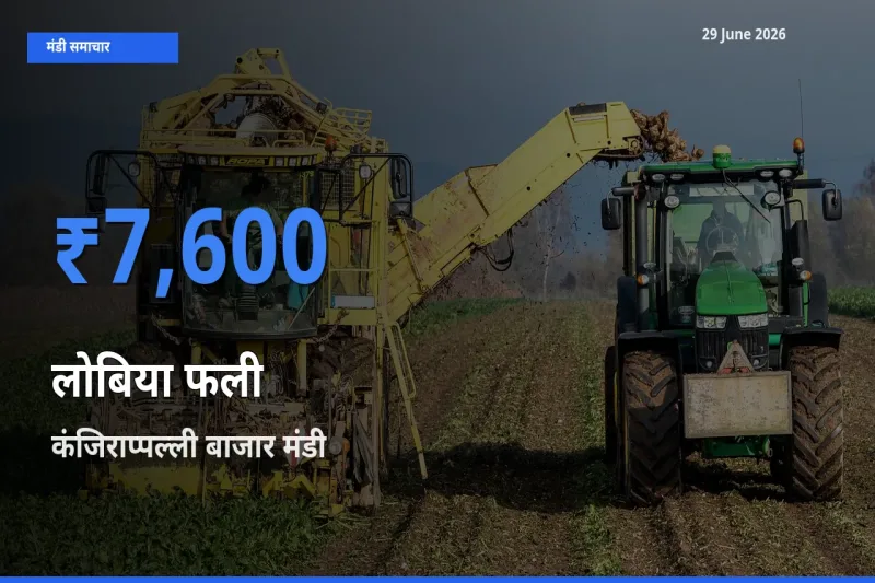 आज लोबिया फली के सबसे ज़्यादा दाम कंजिराप्पल्ली बाजार मंडी में दर्ज