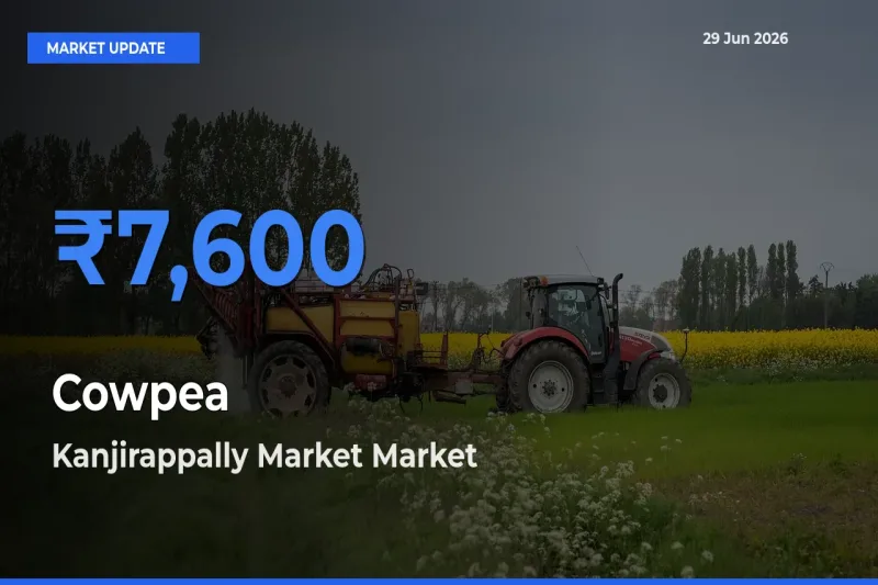 Kanjirappally Market Offers ₹7,600 – Highest Cowpea Rate Today