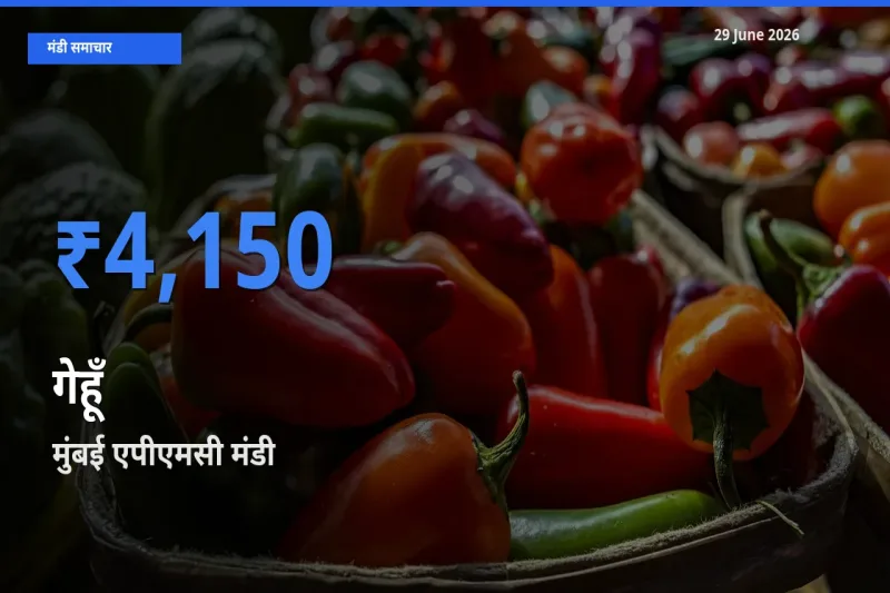 आज गेहूँ के सबसे ऊँचे दाम ₹4,150 मुंबई एपीएमसी मंडी में