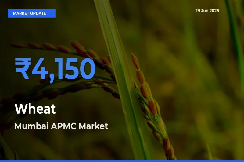 Mumbai APMC Tops Wheat Mandi Rates Today