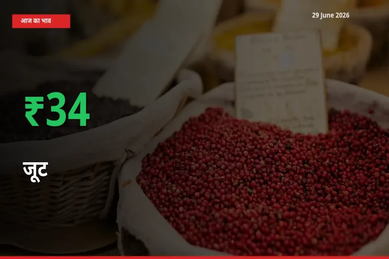 जूट के दाम प्रमुख मंडी में 33.63% बढ़े, 24 घंटे में बड़ा बदलाव