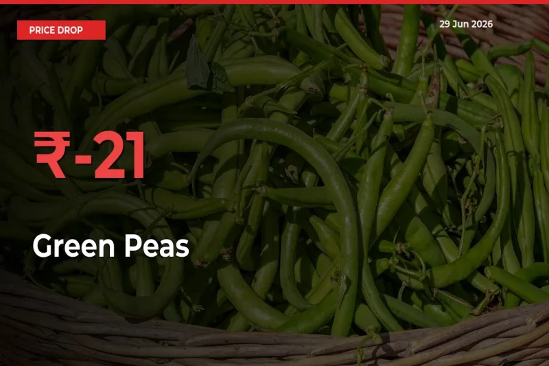 20.63% Drop in Green Peas Prices – Mandi Sees Sudden Fall