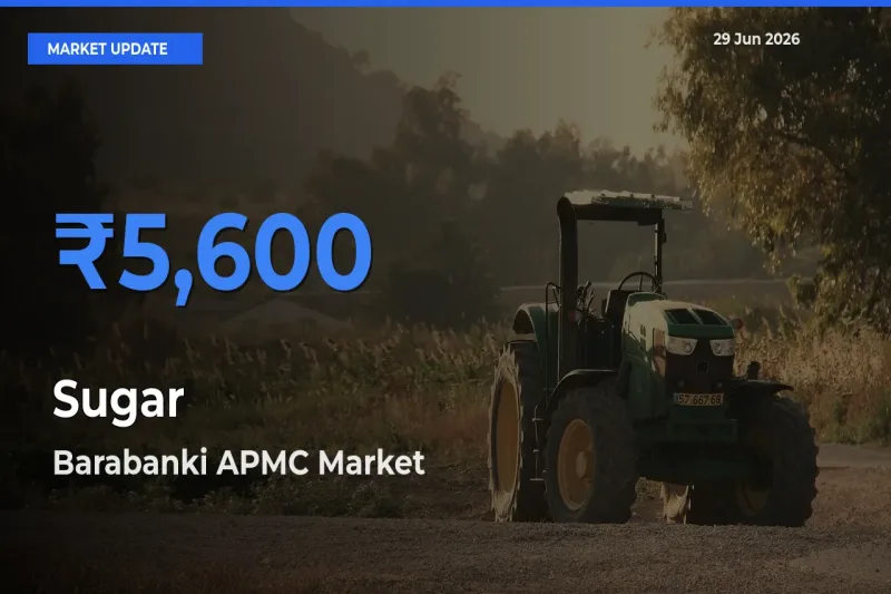Barabanki APMC Tops Sugar Rates – June 29 Market Update