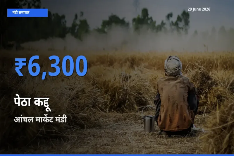 आंचल मार्केट मंडी में पेठा कद्दू ₹6,300 पर पहुँचा – आज का सर्वोच्च भाव