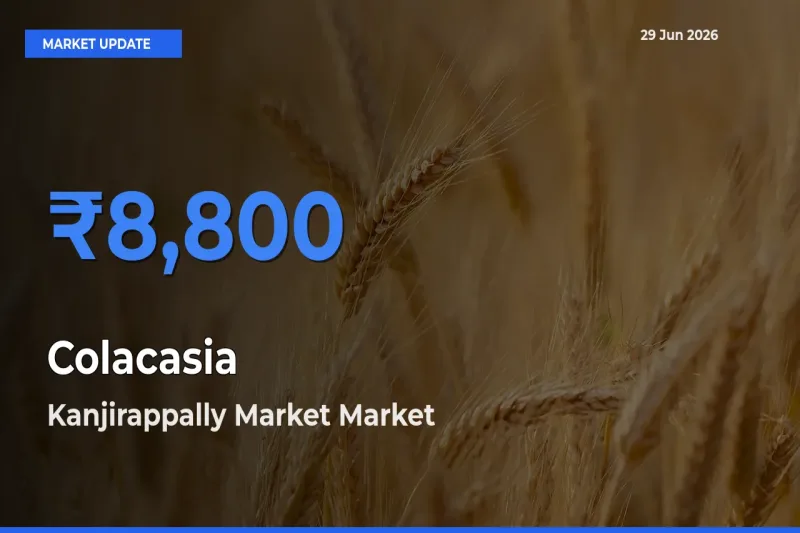 Kanjirappally Market Offers ₹8,800 – Highest Colacasia Rate Today
