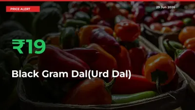 Black Gram Dal(Urd Dal) Prices Rise 19.13% in a Day at Major Mandis