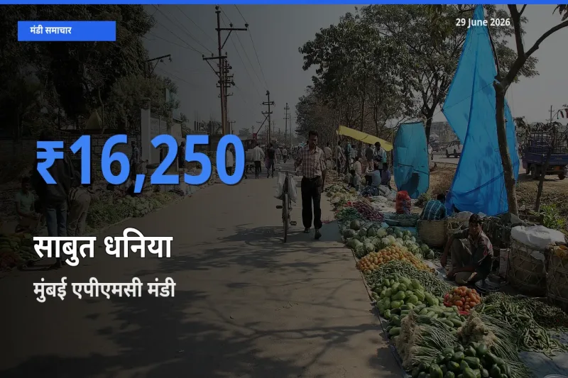 आज साबुत धनिया के सबसे ज़्यादा दाम मुंबई एपीएमसी मंडी में दर्ज