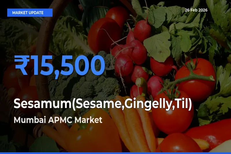 Mumbai APMC Tops Sesamum(Sesame,Gingelly,Til) Mandi Rates Today