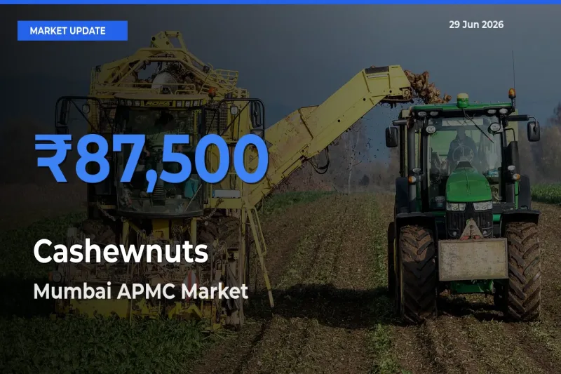 Mumbai APMC Tops Cashewnuts Rates – June 29 Market Update