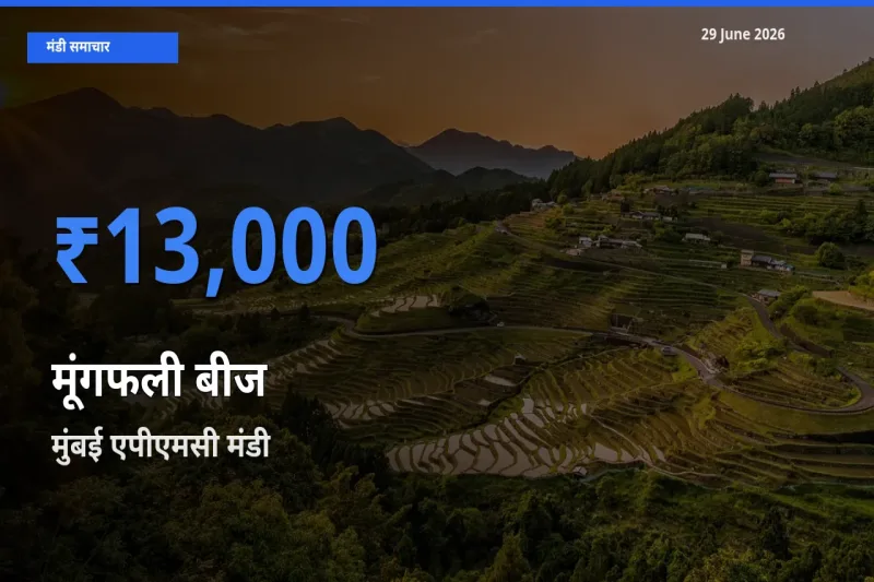 आज मूंगफली बीज के सबसे ऊँचे दाम ₹13,000 मुंबई एपीएमसी मंडी में