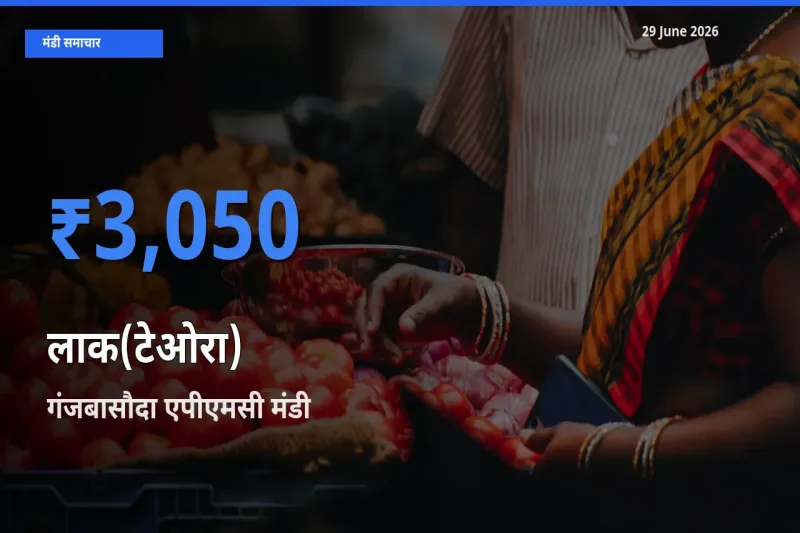 आज लाक(टेओरा) के सबसे ऊँचे दाम ₹3,050 गंजबासौदा एपीएमसी मंडी में