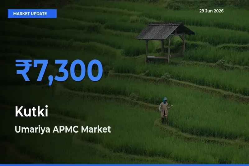 Farmers Prefer Umariya APMC as Kutki Hits Highest Rate