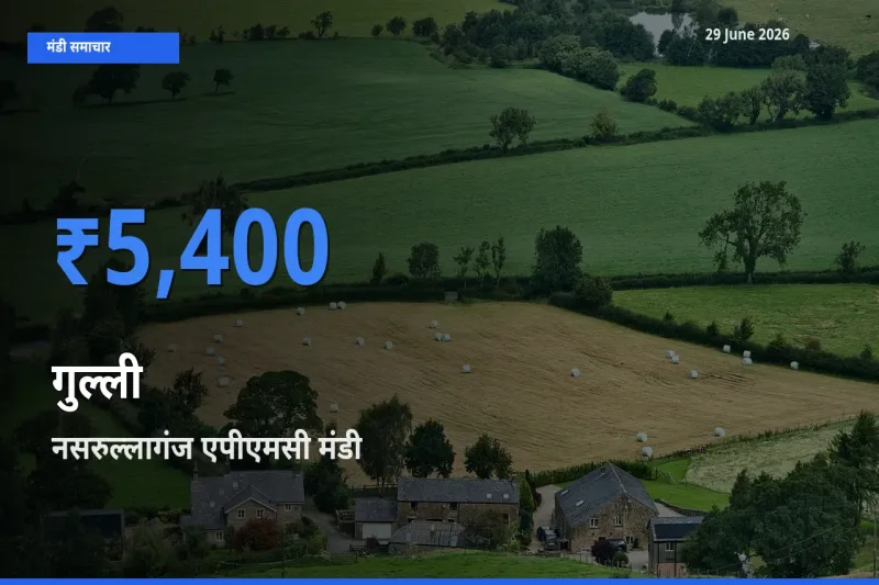 आज गुल्ली के सबसे ऊँचे दाम ₹5,400 नसरुल्लागंज एपीएमसी मंडी में