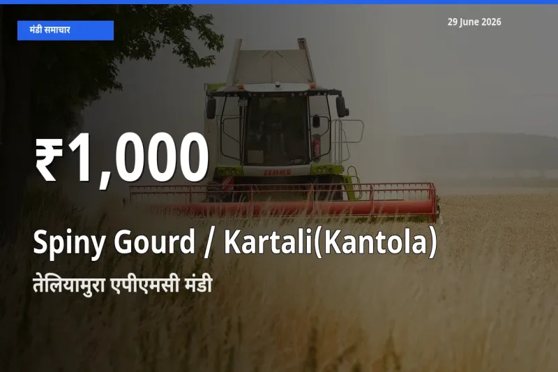 आज का मंडी भाव: तेलियामुरा एपीएमसी में Spiny Gourd / Kartali(Kantola)
 30 दिन के सबसे कम स्तर पर