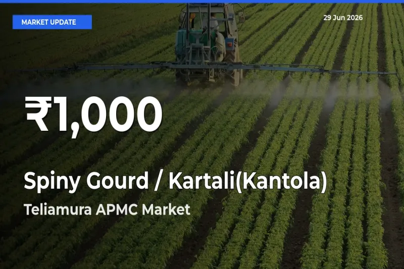 Big Drop! Spiny Gourd / Kartali(Kantola)
 Slides to 30-Day Low at Teliamura APMC