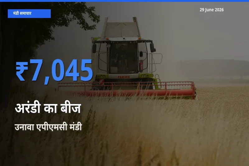 आज अरंडी का बीज के सबसे ज़्यादा दाम उनावा एपीएमसी मंडी में दर्ज