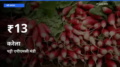 करेला के दामों में गिरावट, पट्टी एपीएमसी में 30 दिन का न्यूनतम भाव