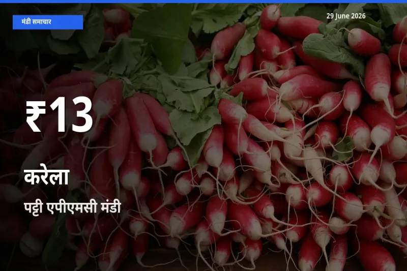 करेला के दामों में गिरावट, पट्टी एपीएमसी में 30 दिन का न्यूनतम भाव