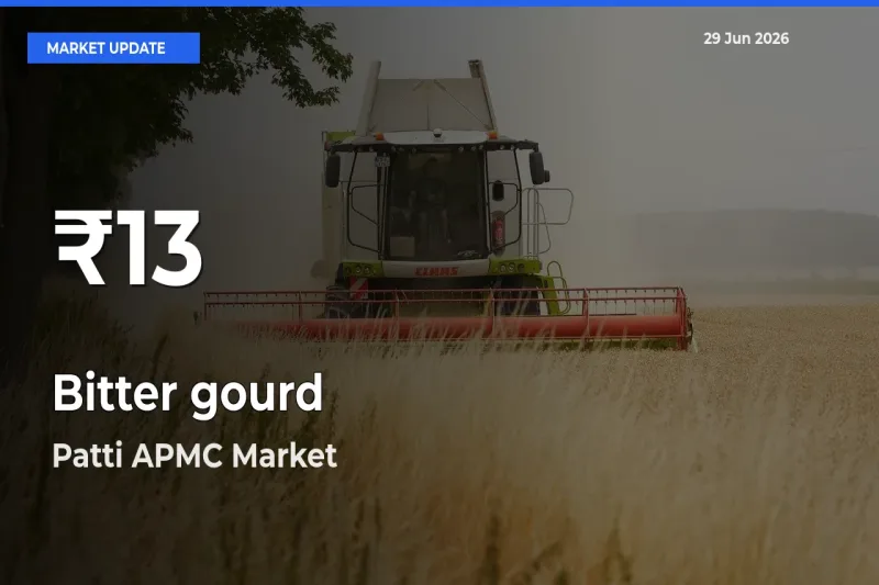 Bitter gourd Falls to ₹13 in Patti APMC – 30-Day Lowest Rate