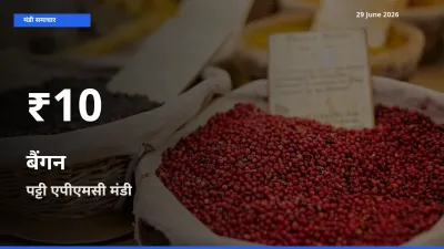 पट्टी एपीएमसी में बैंगन ₹10 पर गिरा – 30 दिन का न्यूनतम भाव
