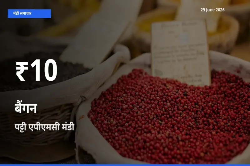 पट्टी एपीएमसी में बैंगन ₹10 पर गिरा – 30 दिन का न्यूनतम भाव