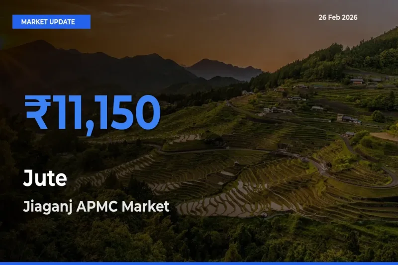 Jiaganj APMC Records Highest ₹11,150 Rate for Jute