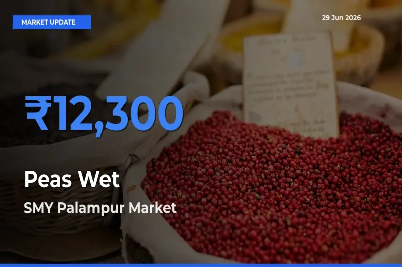 Peas Wet Mandi Rate Today: SMY Palampur Tops the List