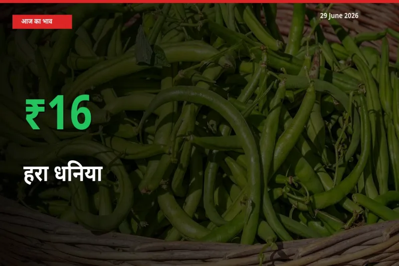 आज का मंडी भाव: हरा धनिया के दाम मंडी में 15.89% ऊपर