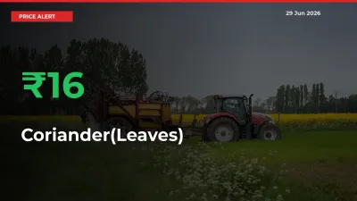 Farmers Cheer as Coriander(Leaves) Prices Surge 15.89% in Local Mandis