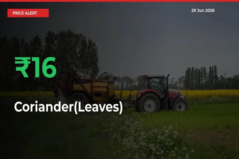 Farmers Cheer as Coriander(Leaves) Prices Surge 15.89% in Local Mandis