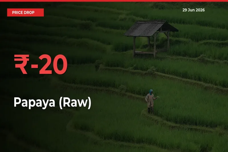 Papaya (Raw) Prices Drop 20.04% in 24 Hours at Major Mandis