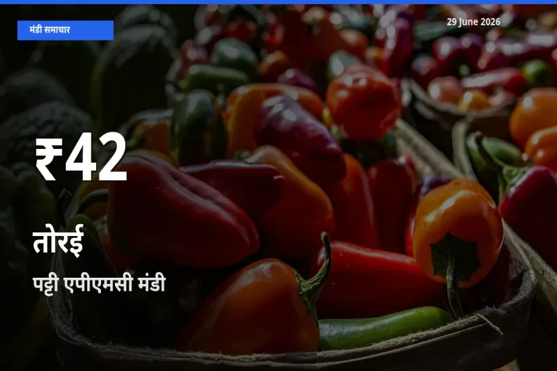 तेज़ गिरावट! पट्टी एपीएमसी में तोरई के दाम 30 दिन के निचले स्तर पर
