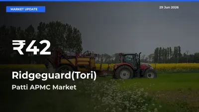 Ridgeguard(Tori) Hits 30-Day Low in Patti APMC
