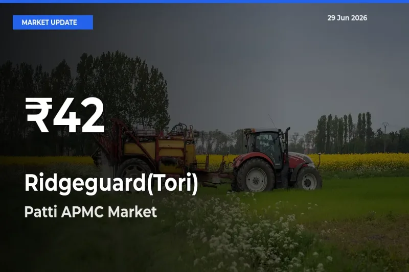 Ridgeguard(Tori) Hits 30-Day Low in Patti APMC