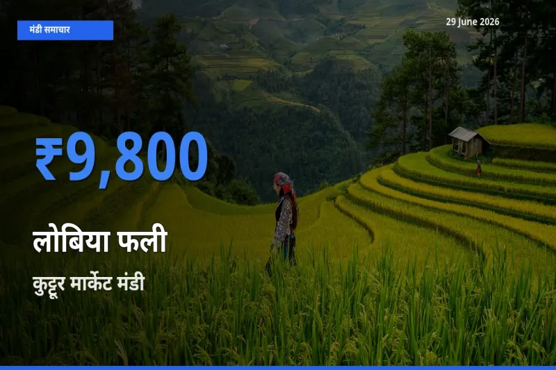 कुट्टूर मार्केट मंडी में लोबिया फली ₹9,800 पर पहुँचा – आज का सर्वोच्च भाव