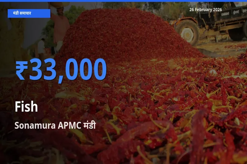 आज का मंडी भाव: Fish के सबसे ज़्यादा दाम Sonamura APMC में