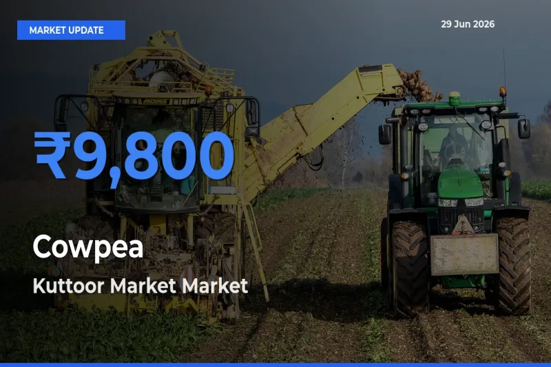 Kuttoor Market Records Highest ₹9,800 Rate for Cowpea