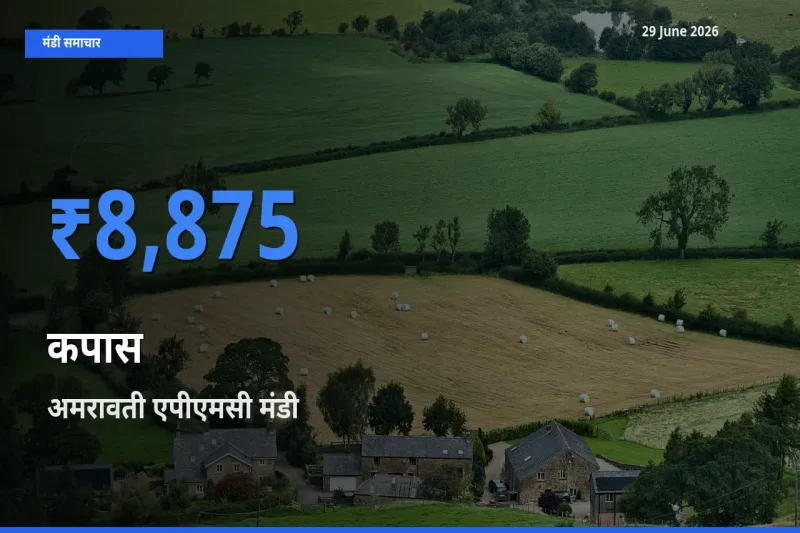 आज का मंडी भाव: कपास के सबसे ज़्यादा दाम अमरावती एपीएमसी में