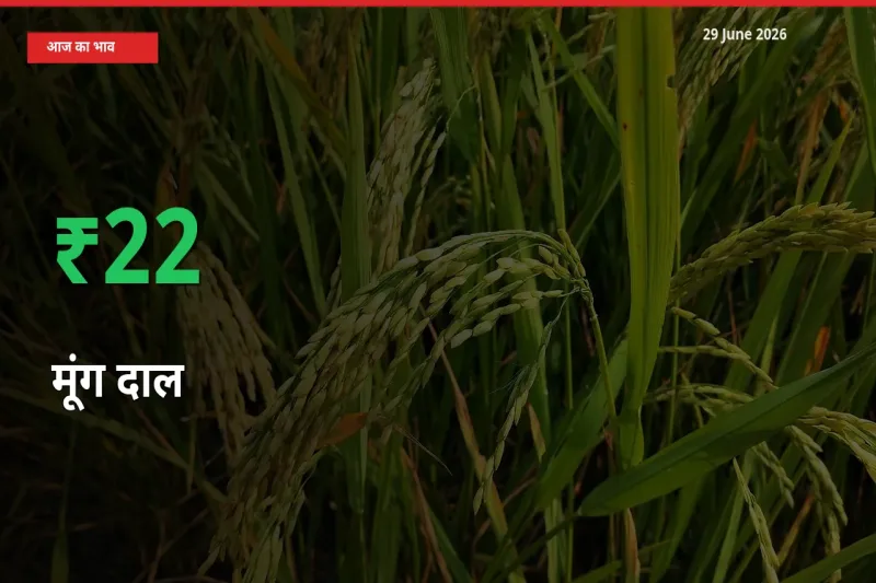 अचानक तेजी! मंडी में मूंग दाल के दाम 21.9% चढ़े