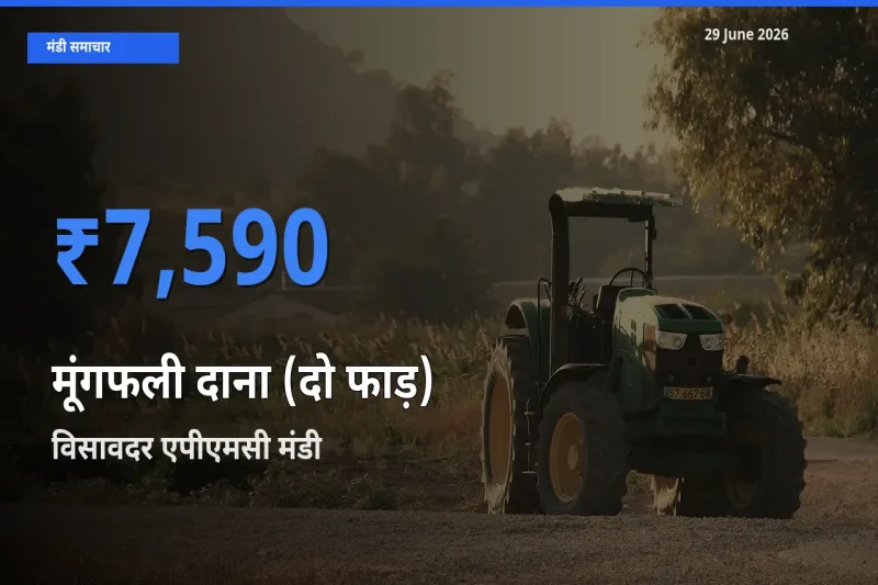 आज का मंडी भाव: मूंगफली दाना (दो फाड़) के सबसे ज़्यादा दाम विसावदर एपीएमसी में