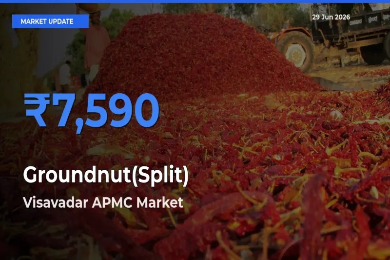 Visavadar APMC Leads as Top Mandi for Groundnut(Split) Prices