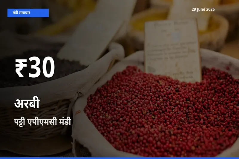 पट्टी एपीएमसी में अरबी ₹30 पर गिरा – 30 दिन का न्यूनतम भाव