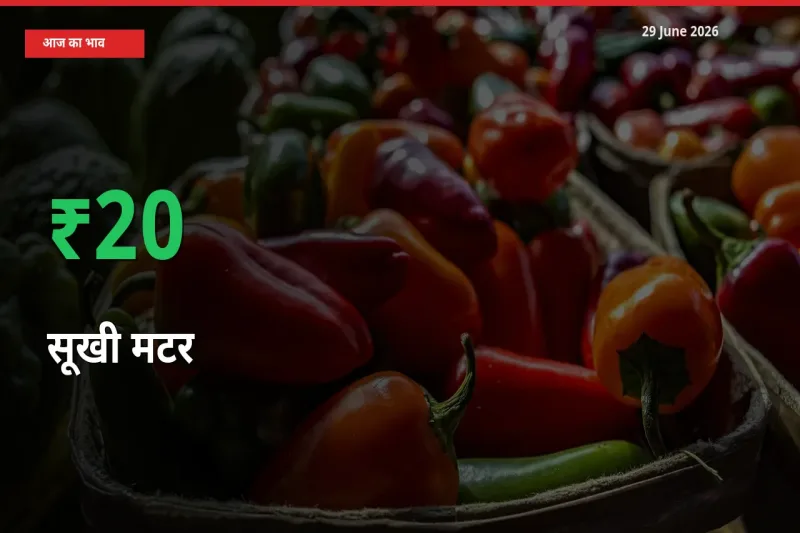 किसानों के लिए खुशखबरी! स्थानीय मंडी में सूखी मटर 20.41% उछला