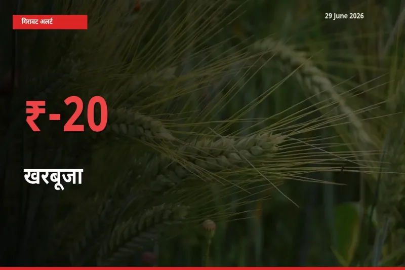 तेज़ गिरावट! मंडी में खरबूजा के दाम 20.15% लुढ़के